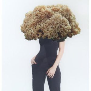 Flechten, Moose und Schwämme