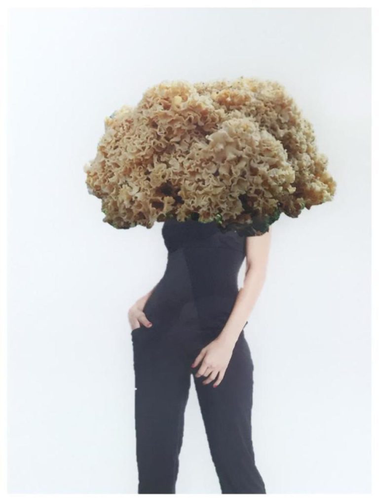 Flechten, Moose und Schwämme