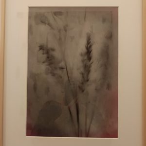 Hafer, aus der Serie "Folia"