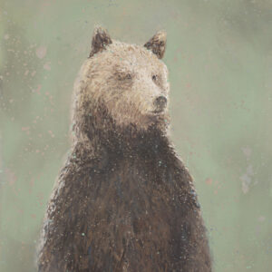Portrait of a Bear